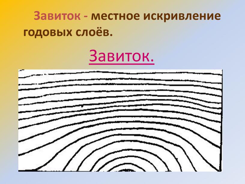 Завиток - местное искривление годовых слоёв