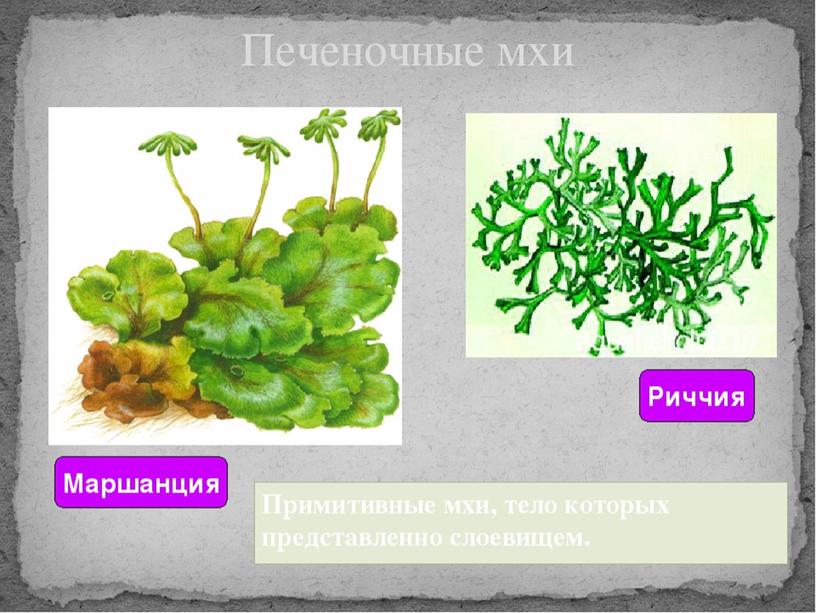 Высшие споровые растения