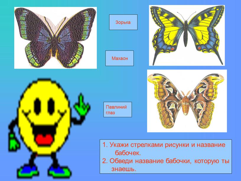 Укажи стрелками рисунки и название бабочек