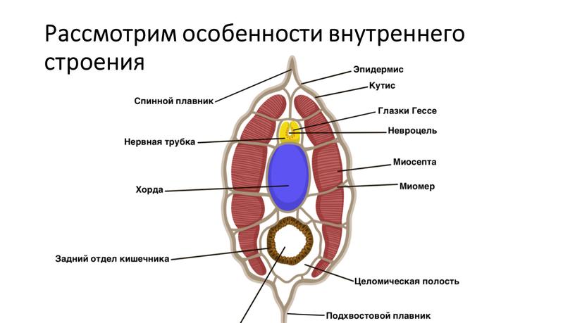 Рассмотрим особенности внутреннего строения