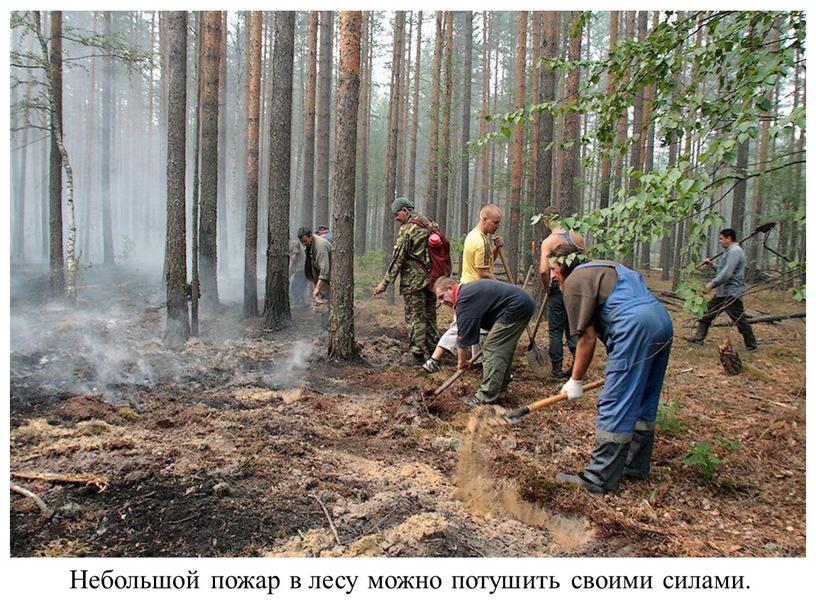 Небольшой пожар в лесу можно потушить своими силами