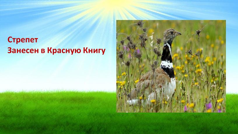 Стрепет Занесен в Красную Книгу