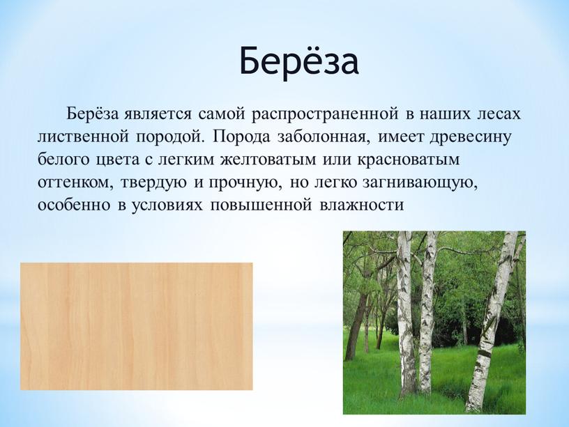 Берёза Берёза является самой распространенной в наших лесах лиственной породой