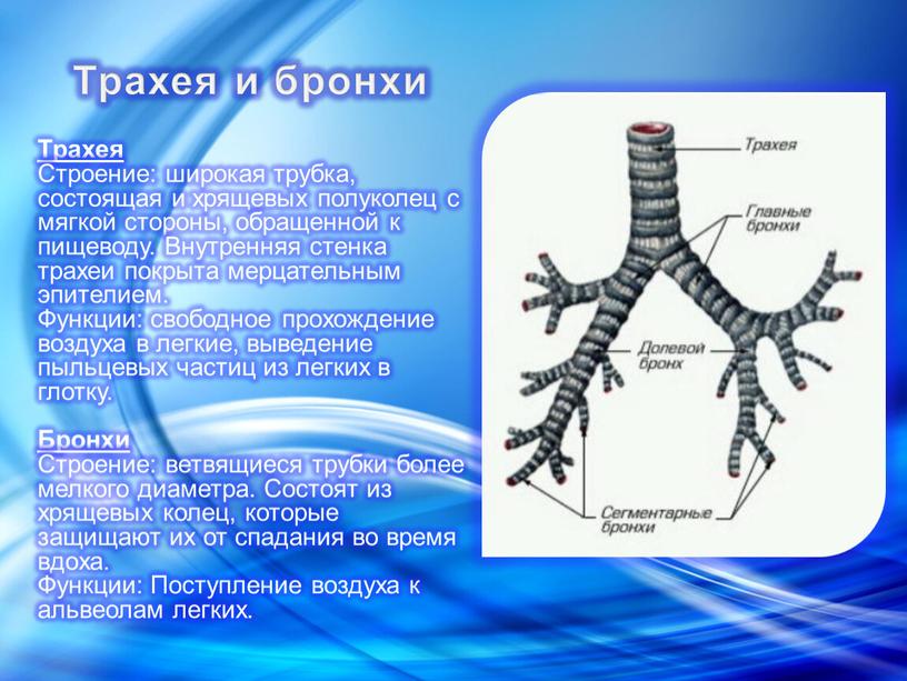 Трахея Строение: широкая трубка, состоящая и хрящевых полуколец с мягкой стороны, обращенной к пищеводу