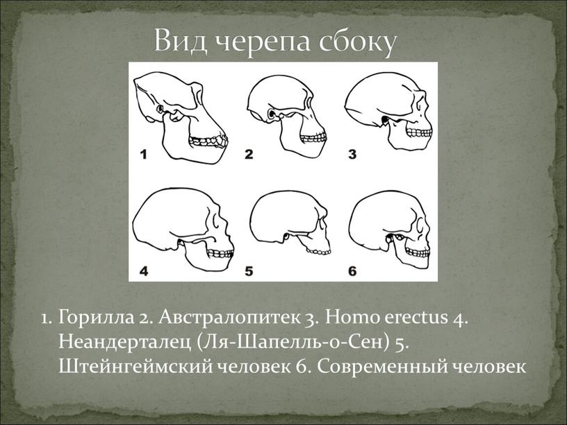 Вид черепа сбоку 1. Горилла 2.