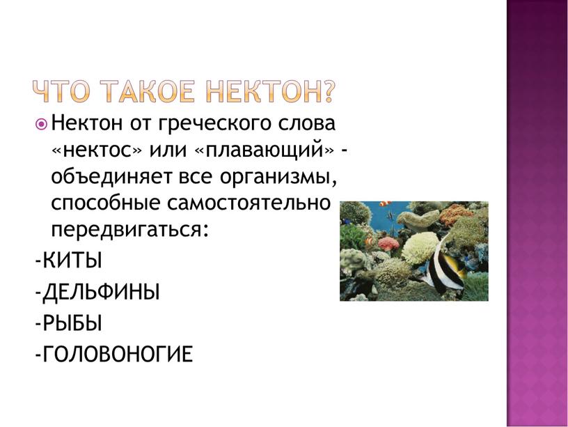 Нектон от греческого слова «нектос» или «плавающий» - объединяет все организмы, способные самостоятельно передвигаться: -КИТЫ -ДЕЛЬФИНЫ -РЫБЫ -ГОЛОВОНОГИЕ