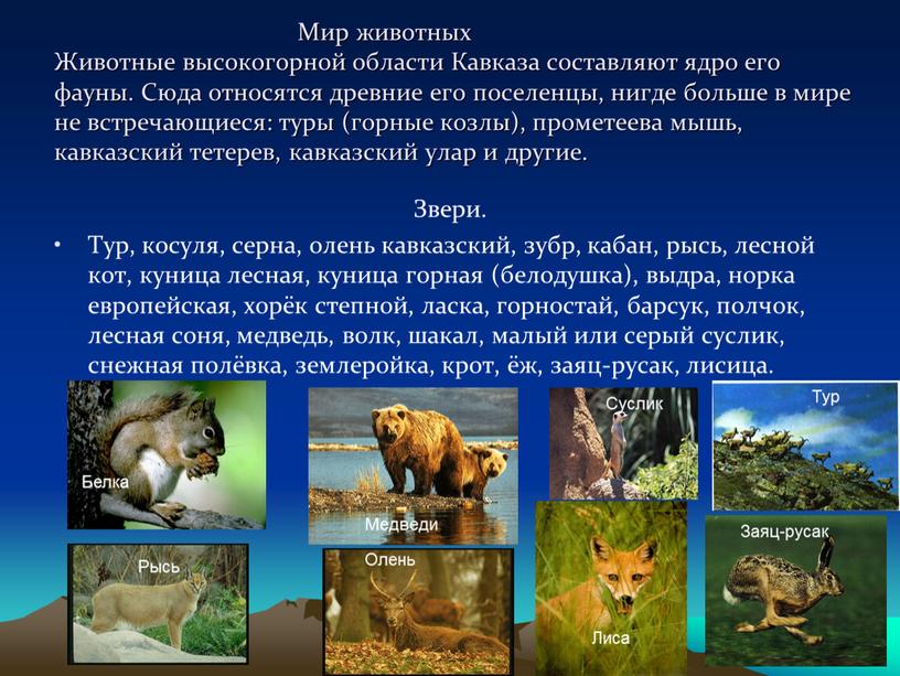 Мир животных Животные высокогорной области
