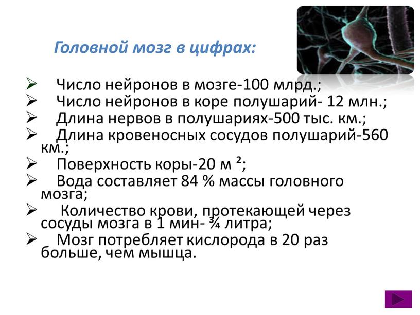 Головной мозг в цифрах: Число нейронов в мозге-100 млрд