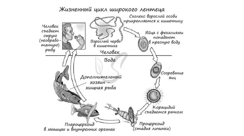 Цикл развития паразитических червей