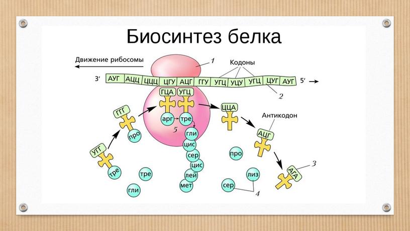 Презентация Биосинтез белка. Подготовка к ЕГЭ