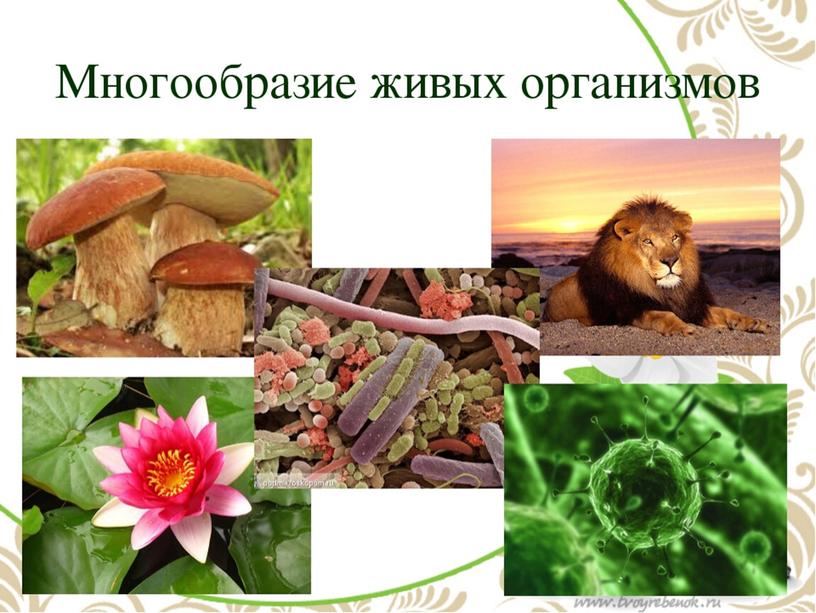 Презентация по биологии 5 класс "Многообразие живых организмов"