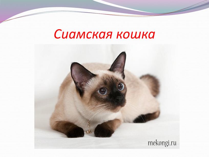 Сиамская кошка