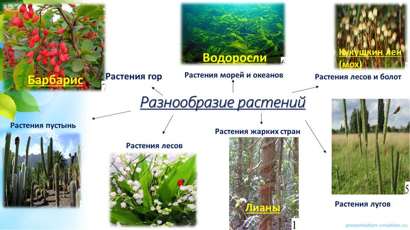 Разнообразие растений Барбарис