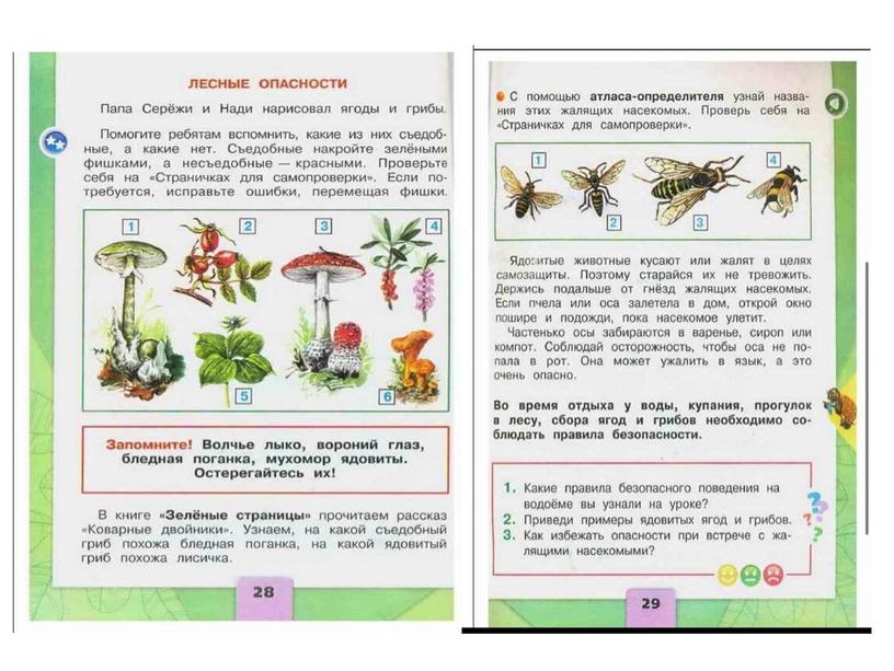 Фрагмент урока "Лесные опасности"