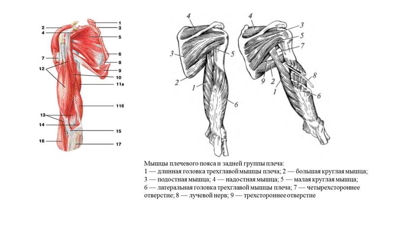 Мышцы плечевого пояса и задней группы плеча: 1 — длинная головка трехглавой мышцы плеча; 2 — большая круглая мышца; 3 — подостная мышца; 4 —…