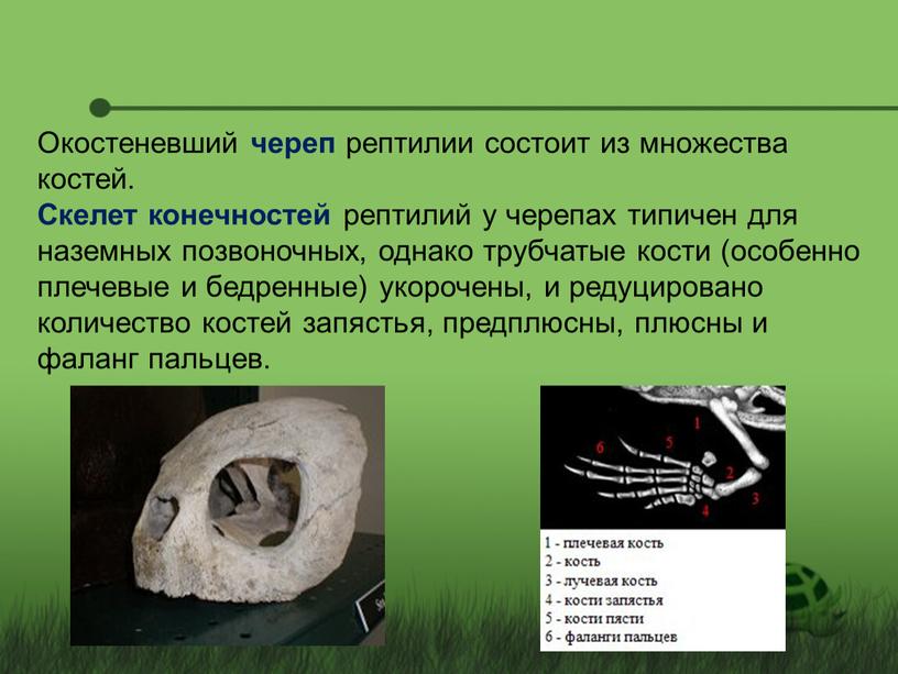 Окостеневший череп рептилии состоит из множества костей