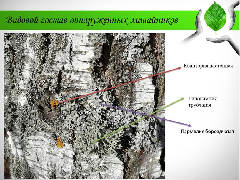 Видовой состав обнаруженных лишайников