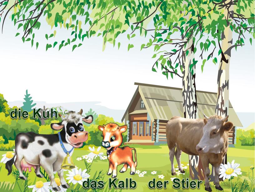 die Kuh das Kalb der Stier