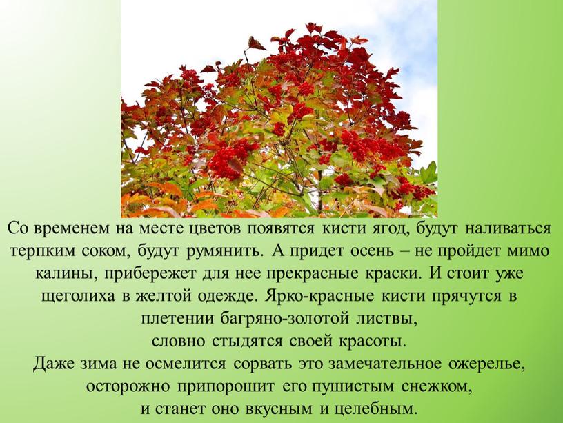 Со временем на месте цветов появятся кисти ягод, будут наливаться терпким соком, будут румянить