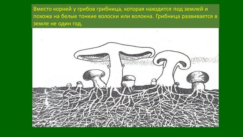 Вместо корней у грибов грибница, которая находится под землей и похожа на белые тонкие волоски или волокна