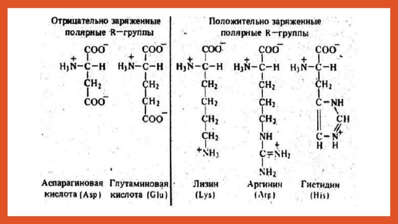 Презентация на тему "Строение и функции белков"