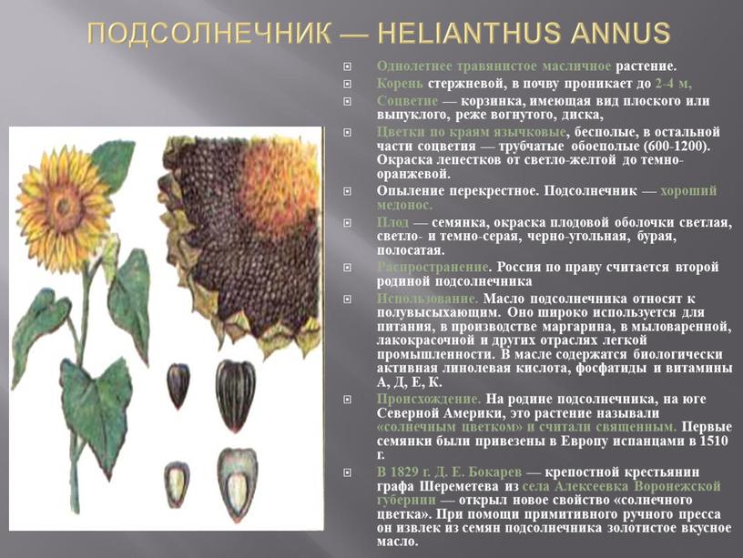 ПОДСОЛНЕЧНИК — HELIANTHUS ANNUS