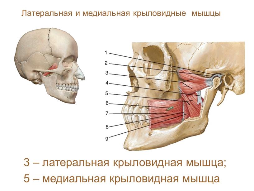 Латеральная и медиальная крыловидные мышцы 3 – латеральная крыловидная мышца; 5 – медиальная крыловидная мышца