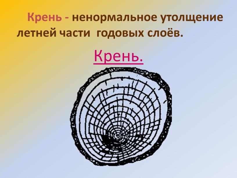 Крень - ненормальное утолщение летней части годовых слоёв