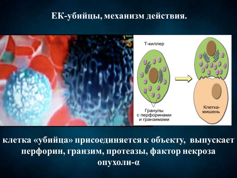 ЕК-убийцы, механизм действия. клетка «убийца» присоединяется к объекту, выпускает перфорин, гранзим, протеазы, фактор некроза опухоли-α