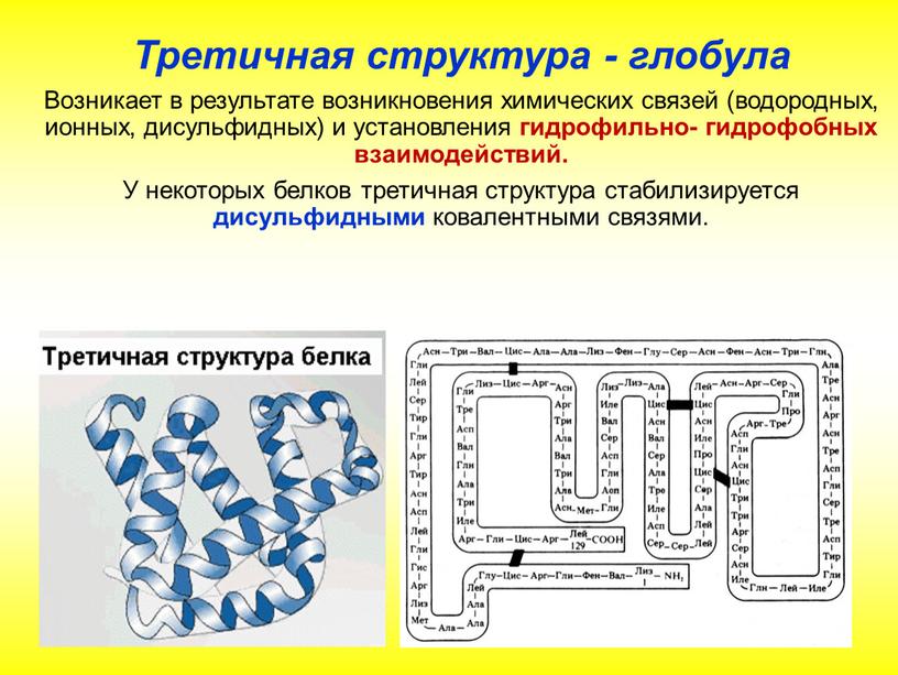 Третичная структура - глобула Возникает в результате возникновения химических связей (водородных, ионных, дисульфидных) и установления гидрофильно- гидрофобных взаимодействий