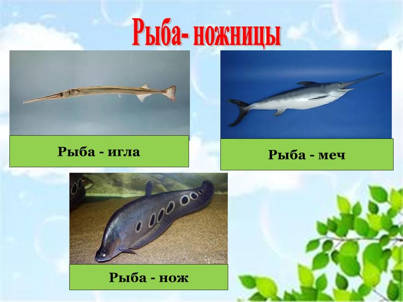 Рыба- ножницы Рыба - игла Рыба - меч