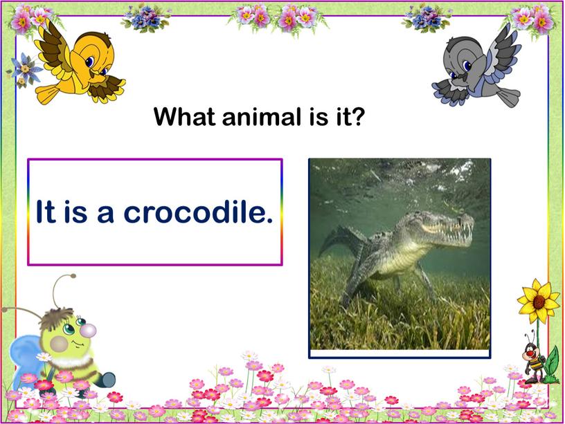 What animal is it? It is a crocodile