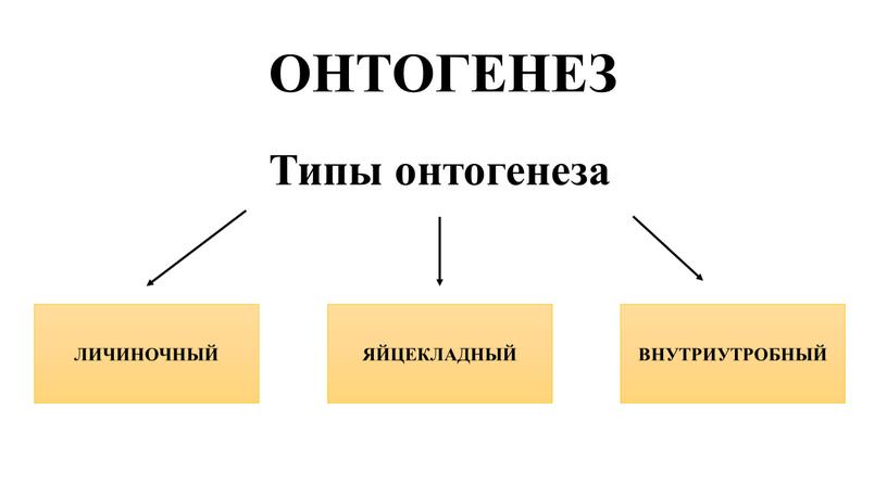 ОНТОГЕНЕЗ Типы онтогенеза ЛИЧИНОЧНЫЙ