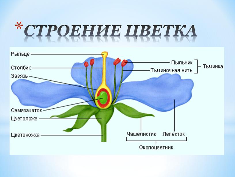 СТРОЕНИЕ ЦВЕТКА