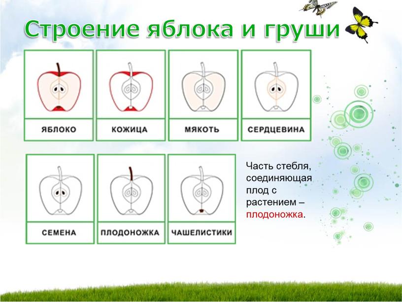 Строение яблока и груши Часть стебля, соединяющая плод с растением – плодоножка