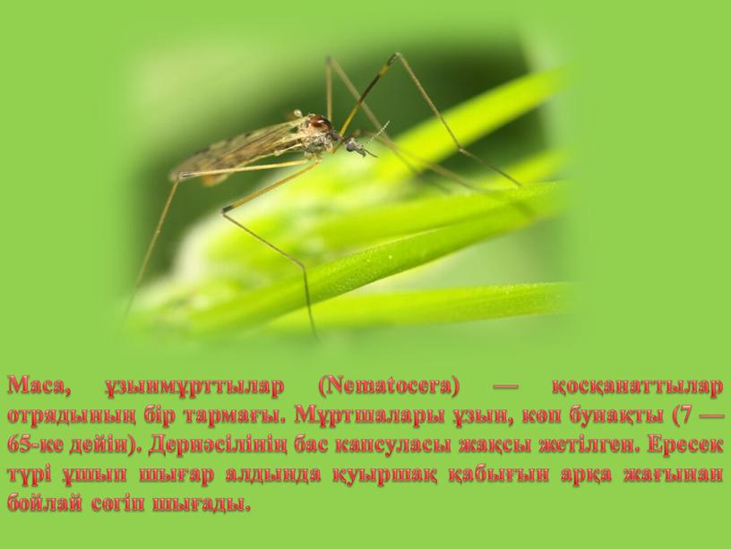 Маса, ұзынмұрттылар (Nematocera) — қосқанаттылар отрядының бір тармағы