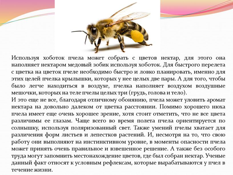 Используя хоботок пчела может собрать с цветов нектар, для этого она наполняет нектаром медовый зобик используя хоботок