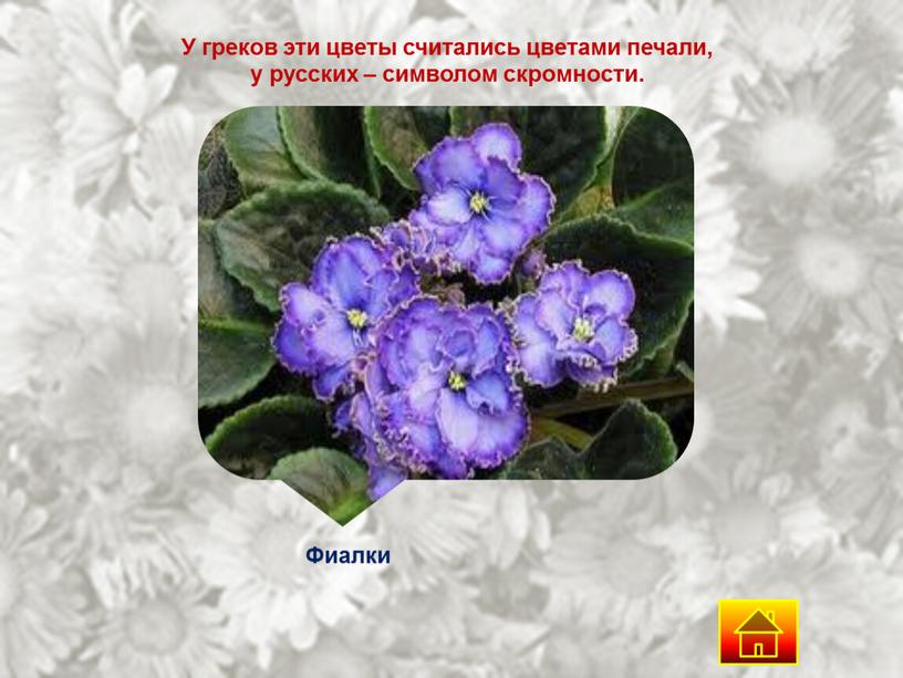 У греков эти цветы считались цветами печали, у русских – символом скромности