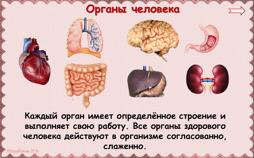 Каждый орган имеет определённое строение и выполняет свою работу