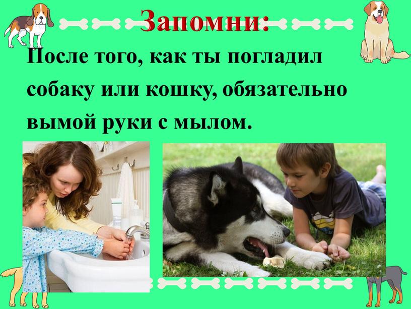 Запомни: После того, как ты погладил собаку или кошку, обязательно вымой руки с мылом