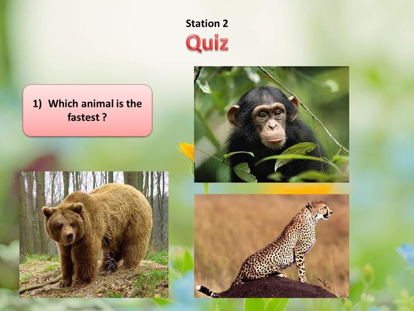 Station 2 Which animal is the fastest ?