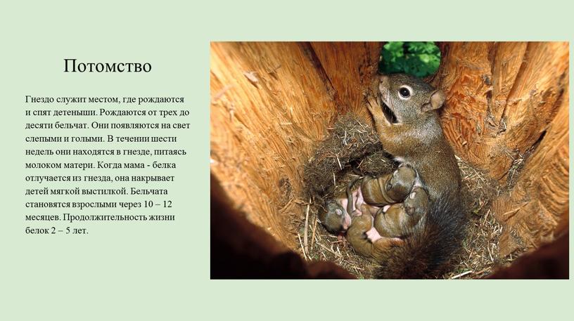 Потомство Гнездо служит местом, где рождаются и спят детеныши