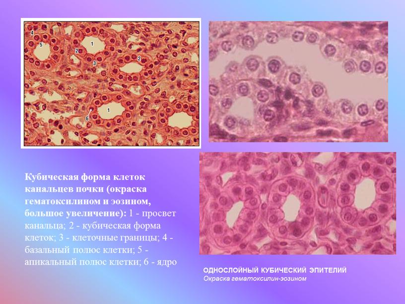 Кубическая форма клеток канальцев почки (окраска гематоксилином и эозином, большое увеличение): 1 - просвет канальца; 2 - кубическая форма клеток; 3 - клеточные границы; 4…
