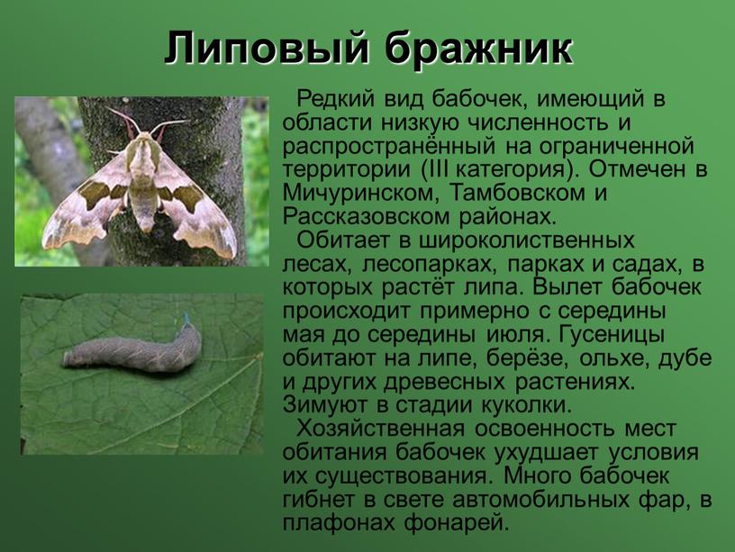 Липовый бражник Редкий вид бабочек, имеющий в области низкую численность и распространённый на ограниченной территории (III категория)