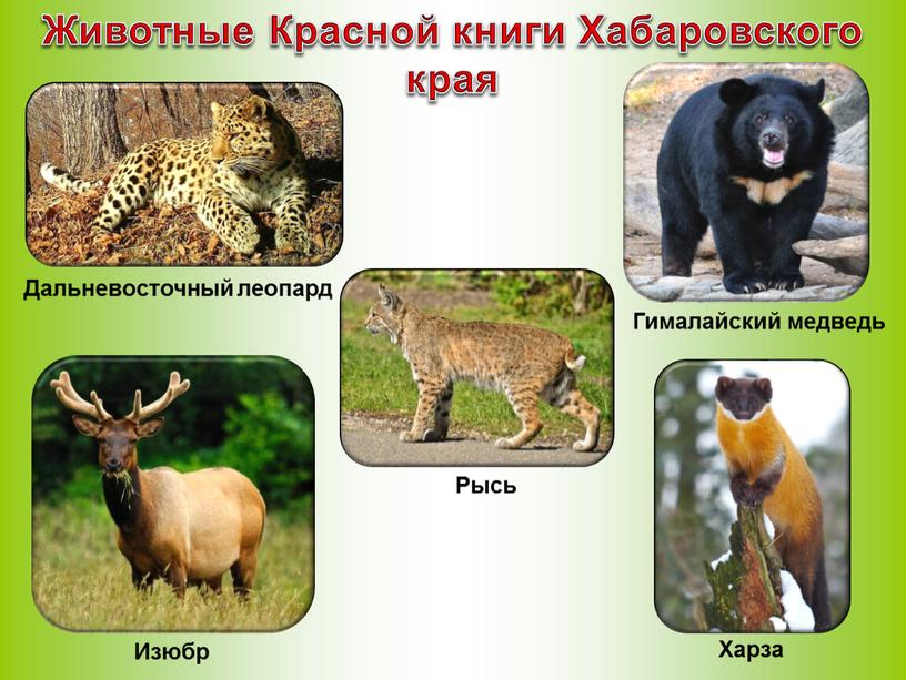 Животные Красной книги Хабаровского края