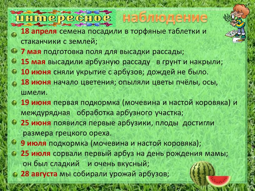 18 апреля семена посадили в торфяные таблетки и стаканчики с землей; 7 мая подготовка поля для высадки рассады; 15 мая высадили арбузную рассаду в грунт…