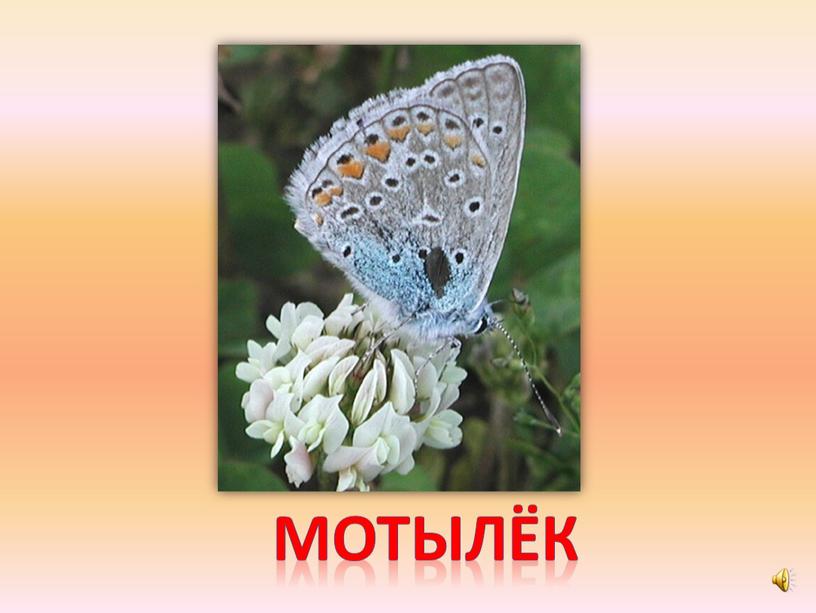 мотылёк