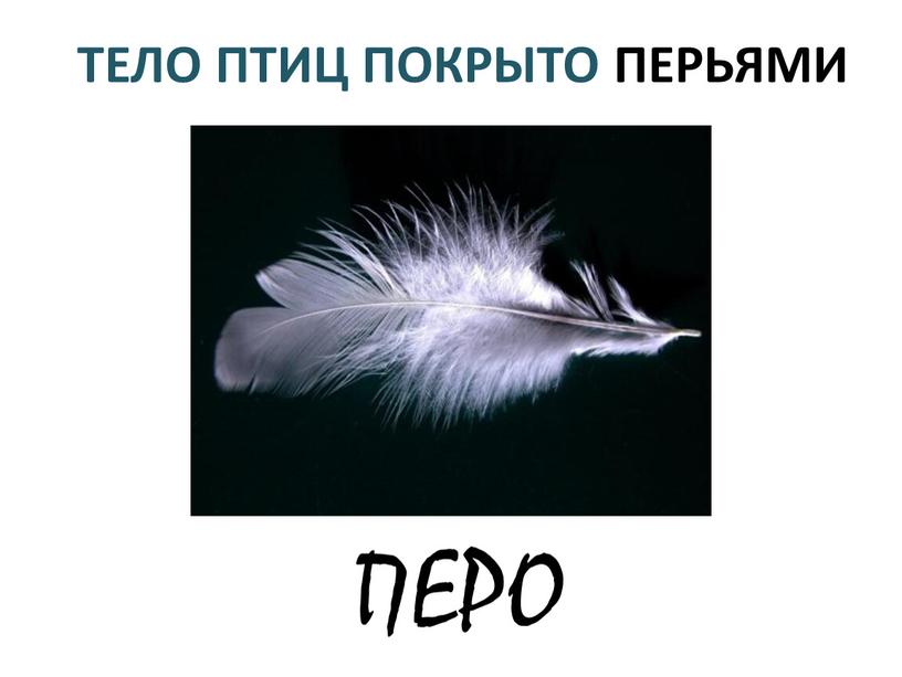 ПЕРО ТЕЛО ПТИЦ ПОКРЫТО ПЕРЬЯМИ