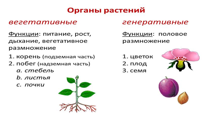 Размножение и оплодотворение растений. Вегетативное размножение