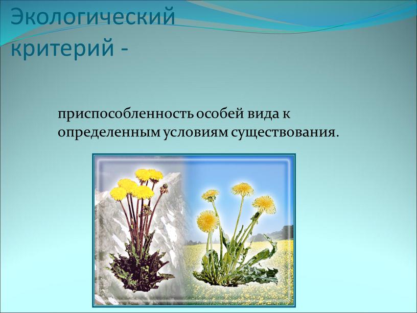 Экологический критерий - приспособленность особей вида к определенным условиям существования